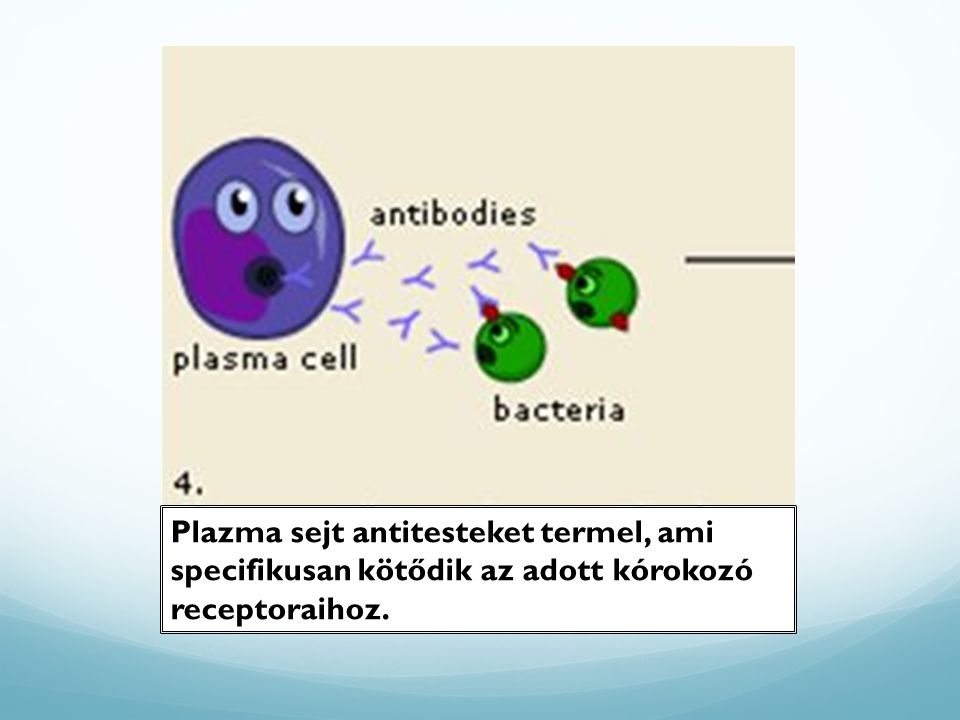 Plazma sejt antitesteket termel, ami specifikusan kötődik az adott kórokozó receptoraihoz.