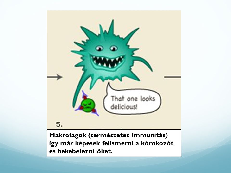 Makrofágok (természetes immunitás) így már képesek felismerni a kórokozót és bekebelezni őket.