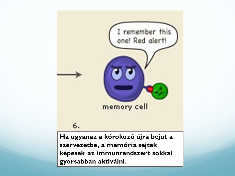 Ha ugyanaz a kórokozó újra bejut a szervezetbe, a memória sejtek képesek az immunrendszert sokkal gyorsabban aktiválni.