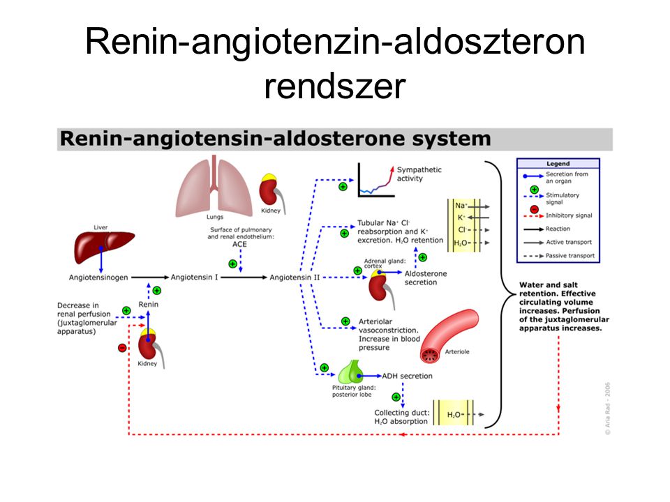 Renin-angiotenzin-aldoszteron rendszer