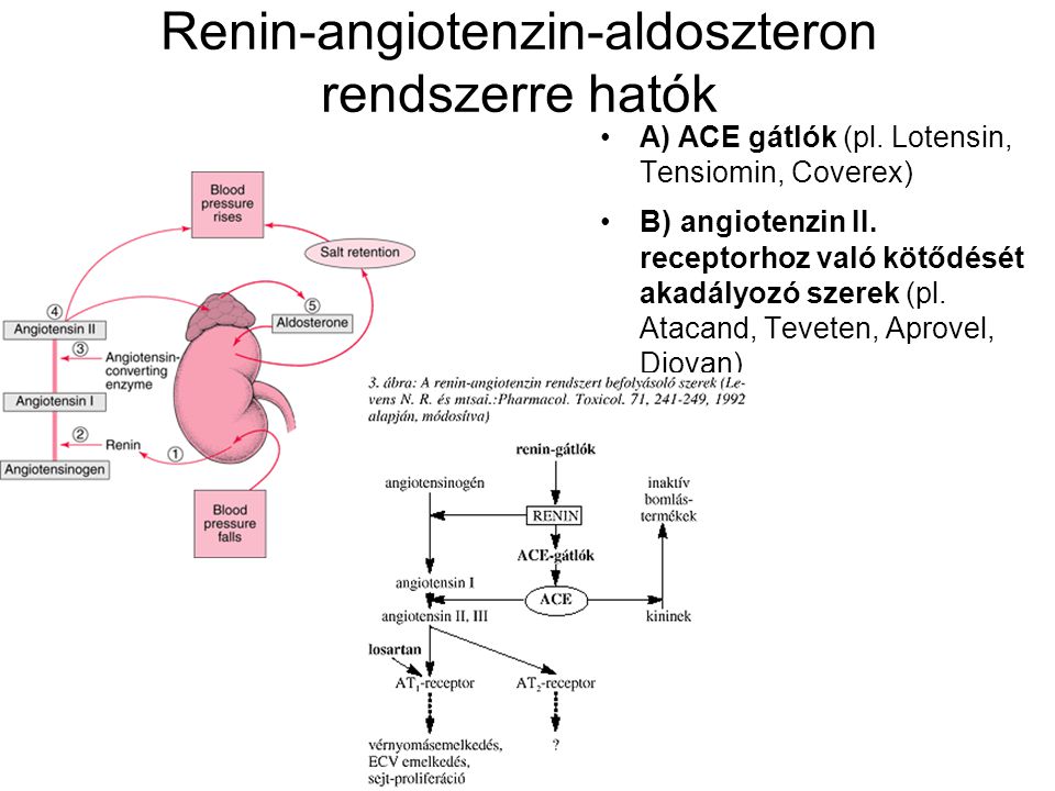 Renin-angiotenzin-aldoszteron rendszerre hatók