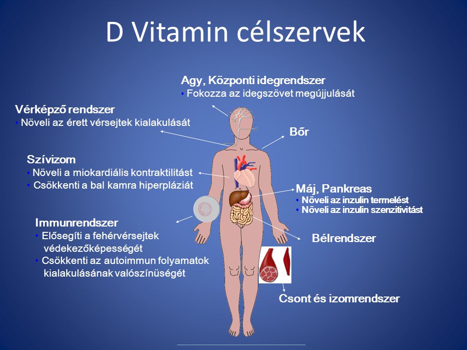 D Vitamin célszervek Agy, Központi idegrendszer Vérképző rendszer Bőr
