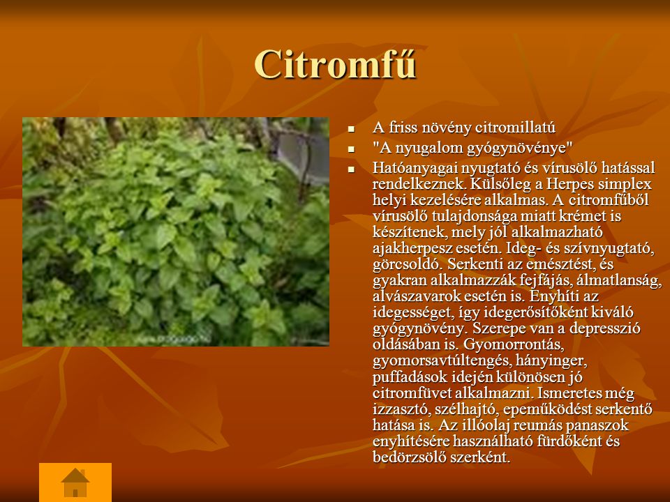 Citromfű A friss növény citromillatú A nyugalom gyógynövénye