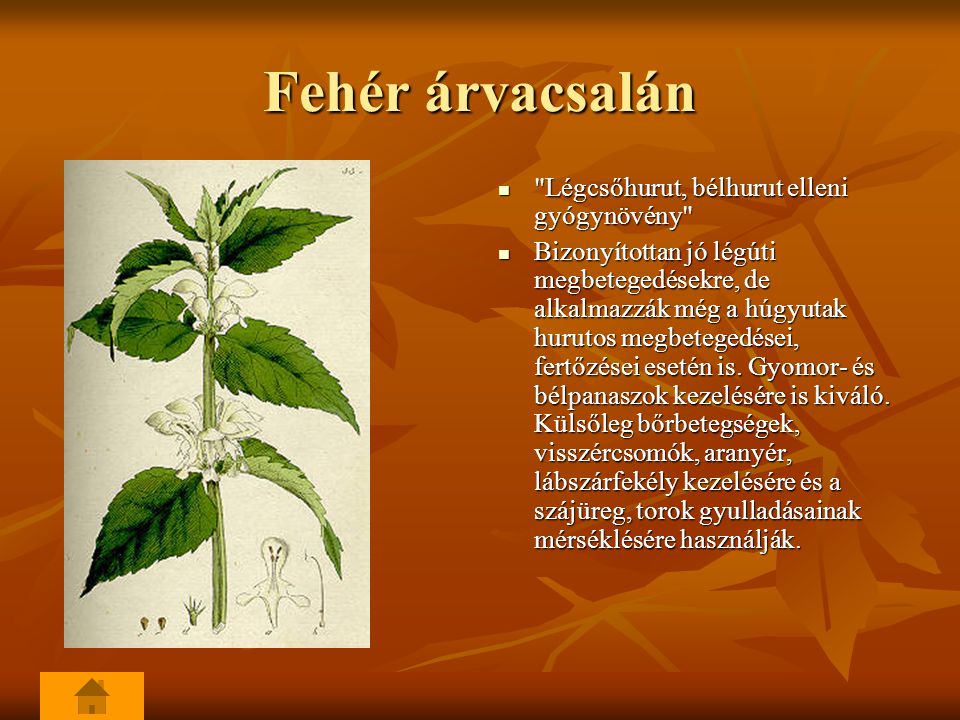 Fehér árvacsalán Légcsőhurut, bélhurut elleni gyógynövény