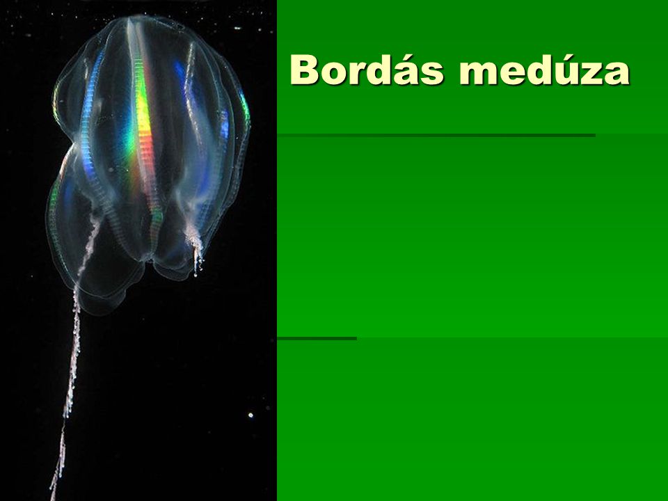 Bordás medúza
