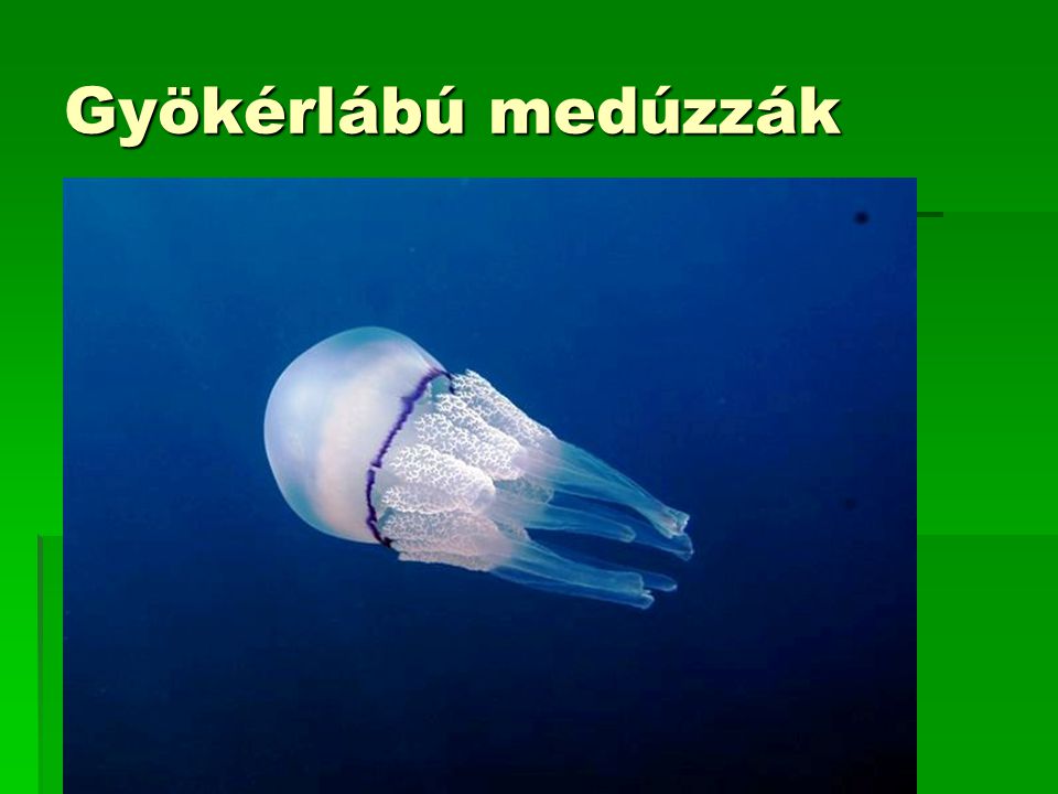 Gyökérlábú medúzzák