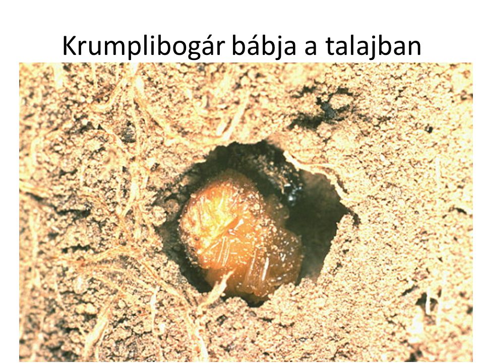 Krumplibogár bábja a talajban