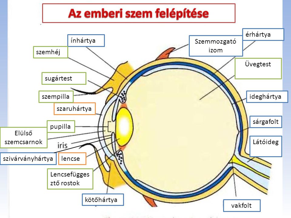 Szemizmok és látás. Vitaminok használata a látás javítására