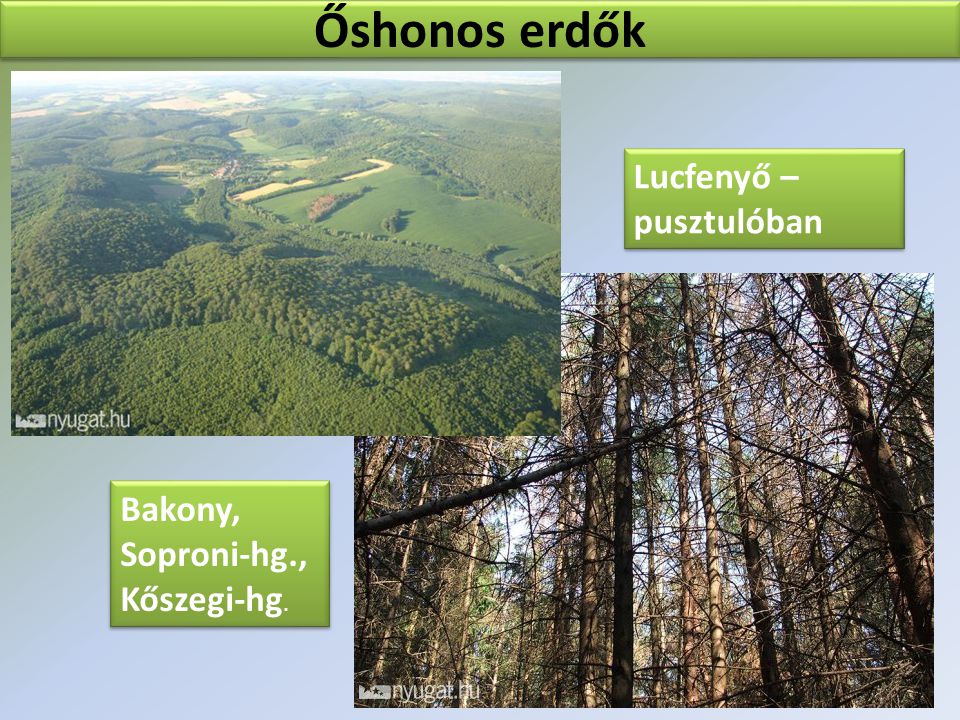 Őshonos erdők Lucfenyő – pusztulóban Bakony, Soproni-hg., Kőszegi-hg.