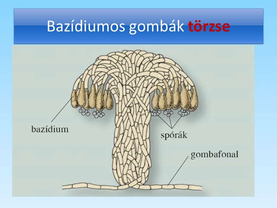 Bazídiumos gombák törzse