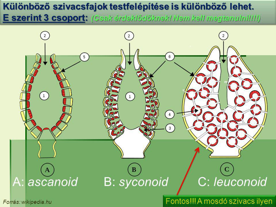 A: ascanoid B: syconoid C: leuconoid
