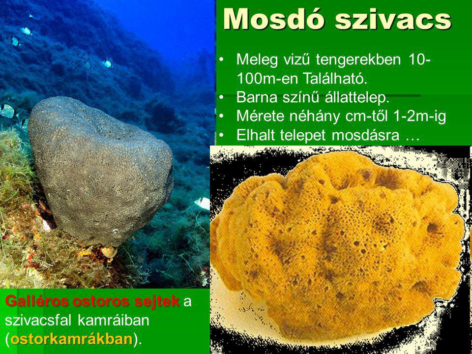 Mosdó szivacs Meleg vizű tengerekben m-en Található.