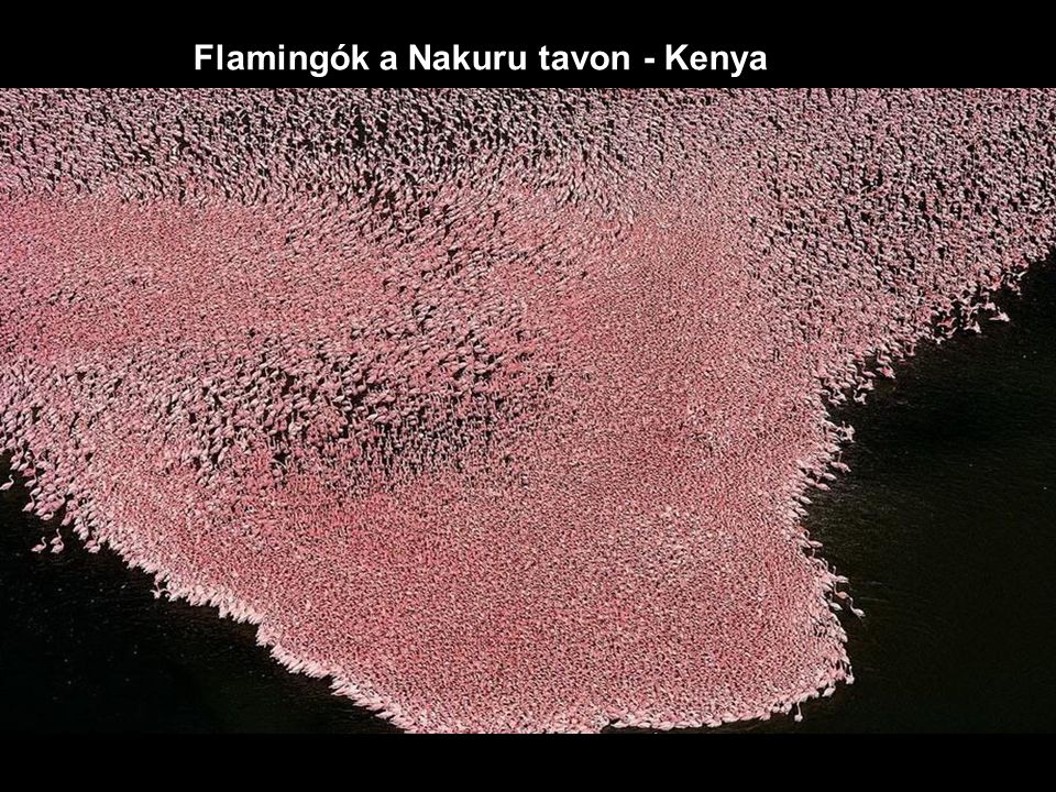 Flamingók a Nakuru tavon - Kenya
