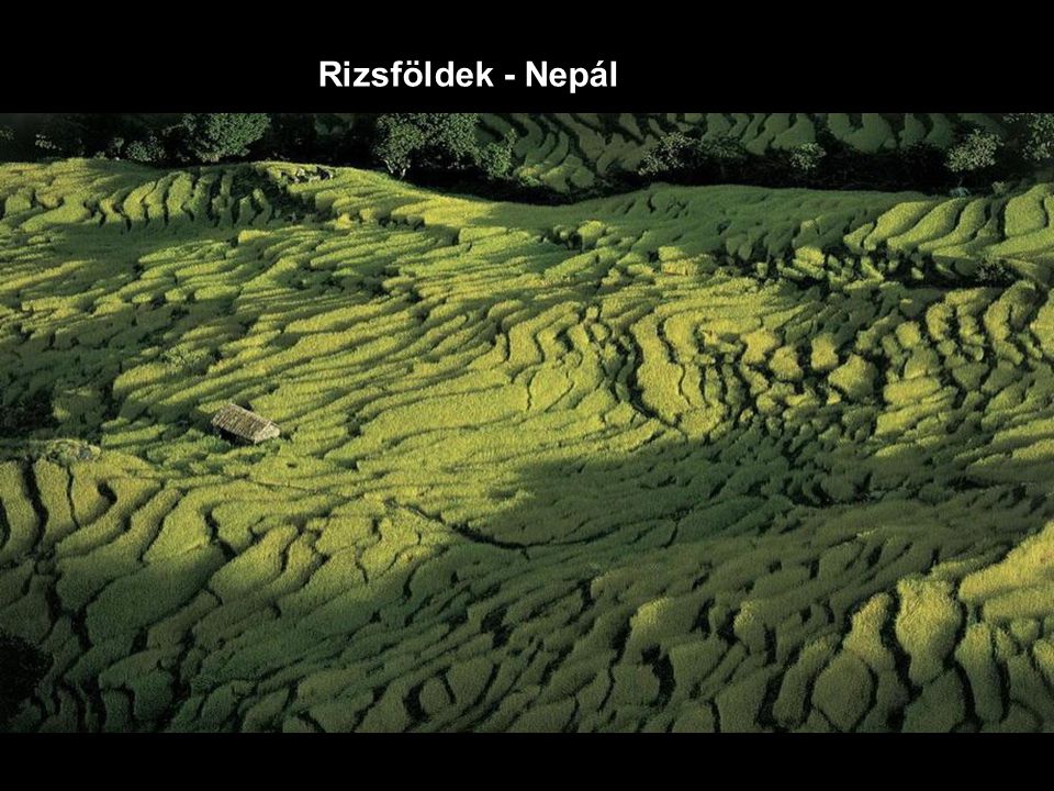 Rizsföldek - Nepál