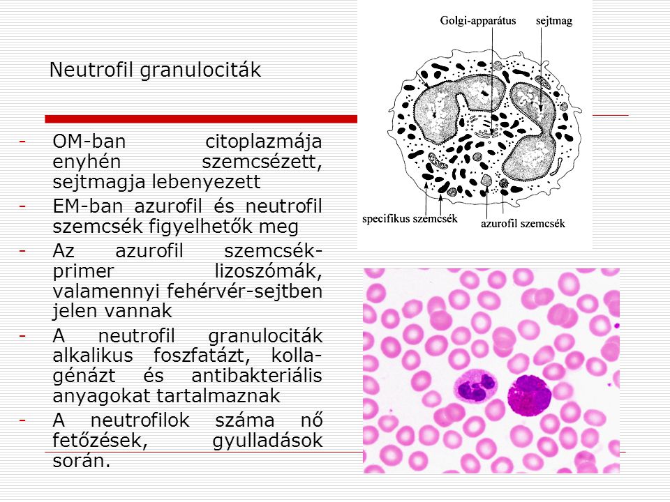 Neutrofil granulociták