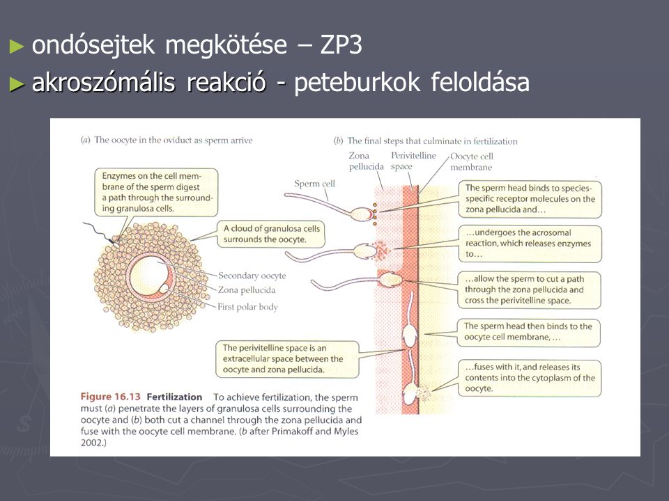 ondósejtek megkötése – ZP3