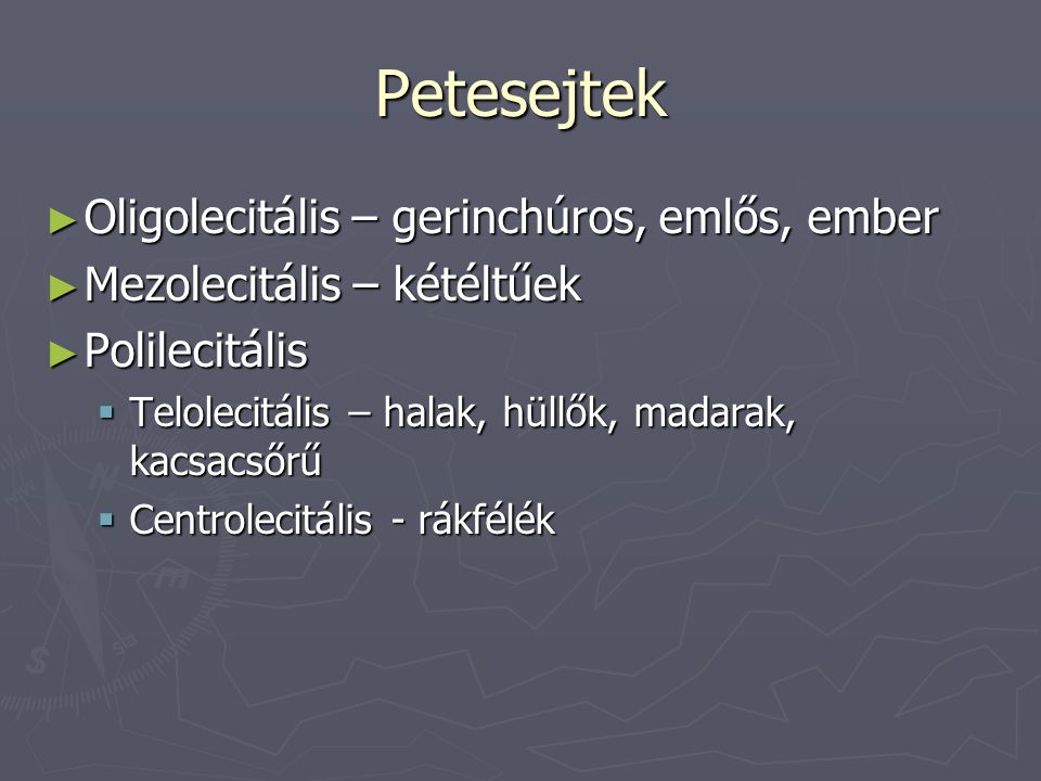 Petesejtek Oligolecitális – gerinchúros, emlős, ember