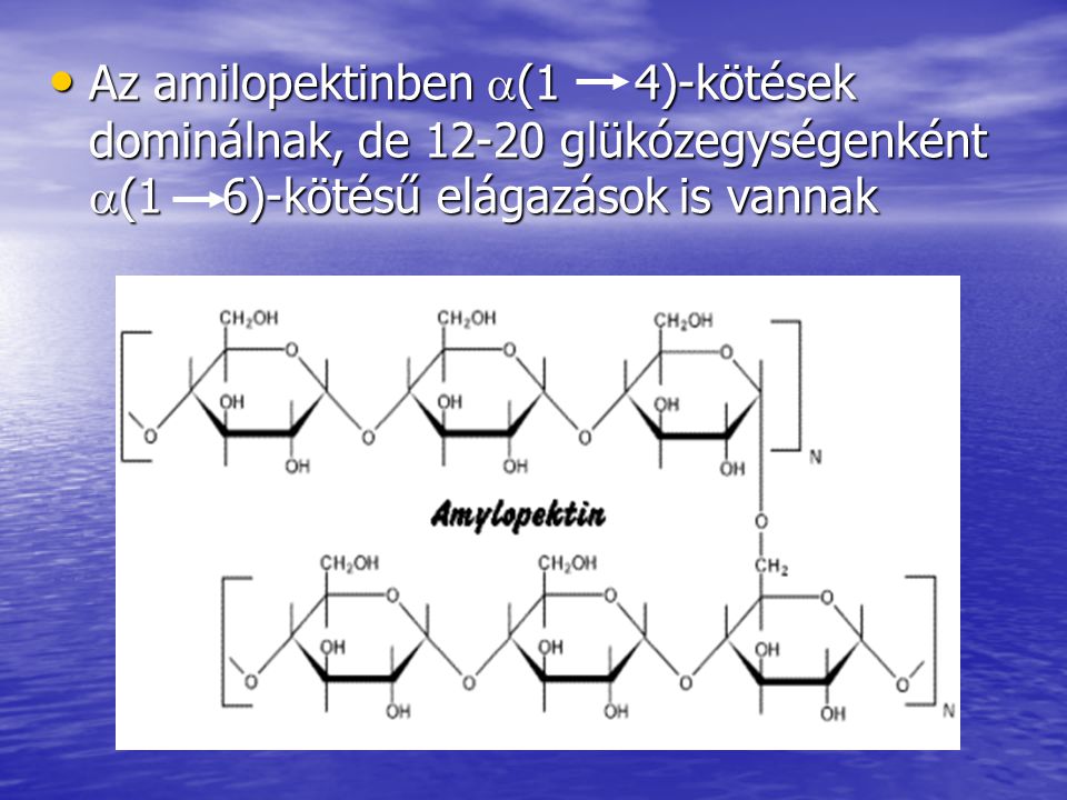 Az amilopektinben (1 4)-kötések dominálnak, de glükózegységenként (1 6)-kötésű elágazások is vannak