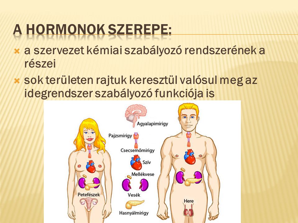 A hormonok szerepe: a szervezet kémiai szabályozó rendszerének a részei