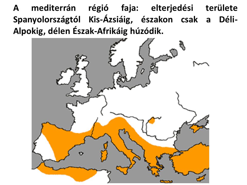 A mediterrán régió faja: elterjedési területe Spanyolországtól Kis-Ázsiáig, északon csak a Déli-Alpokig, délen Észak-Afrikáig húzódik.