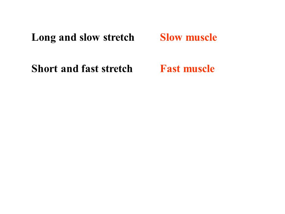 Long and slow stretch Slow muscle Short and fast stretch Fast muscle
