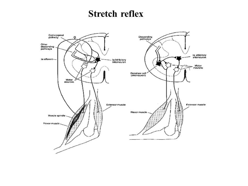 Stretch reflex