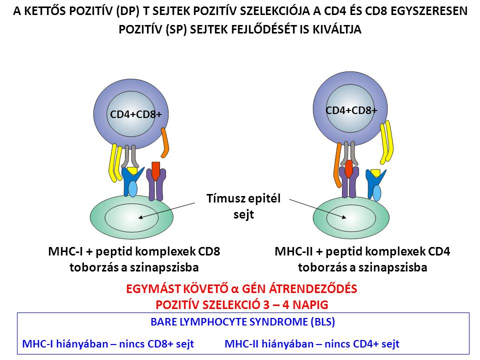 MHC-I + peptid komplexek CD8 toborzás a szinapszisba
