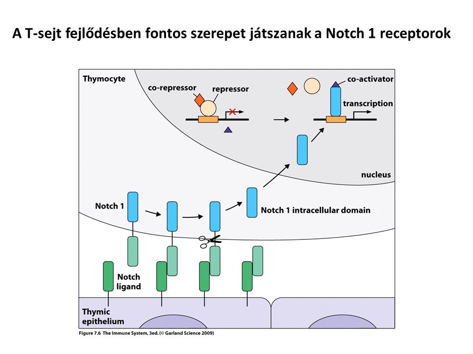 A T-sejt fejlődésben fontos szerepet játszanak a Notch 1 receptorok