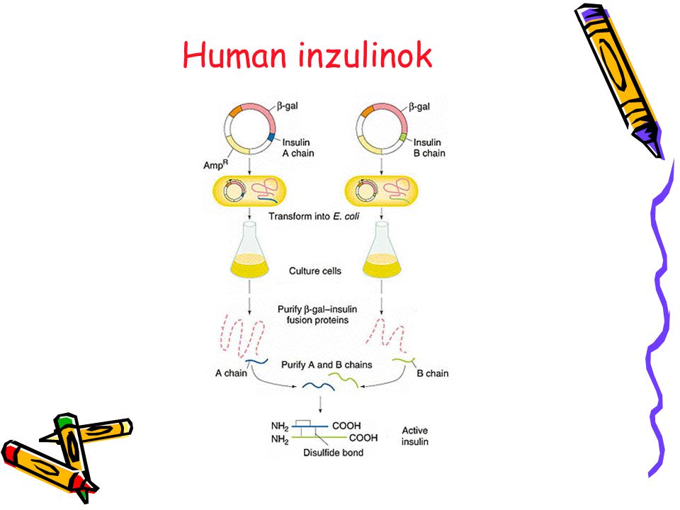 Human inzulinok