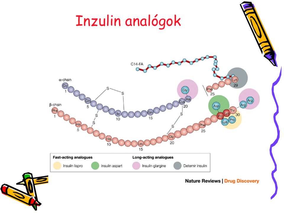 inzulin analógok a cukorbetegség kezelésében