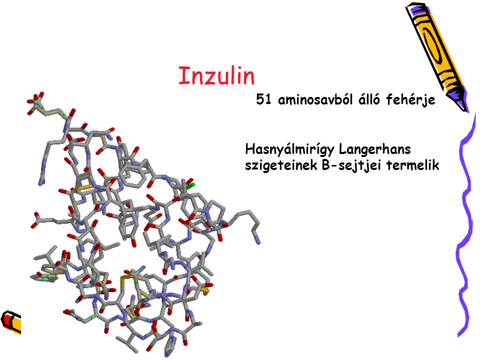 Inzulin 51 aminosavból álló fehérje
