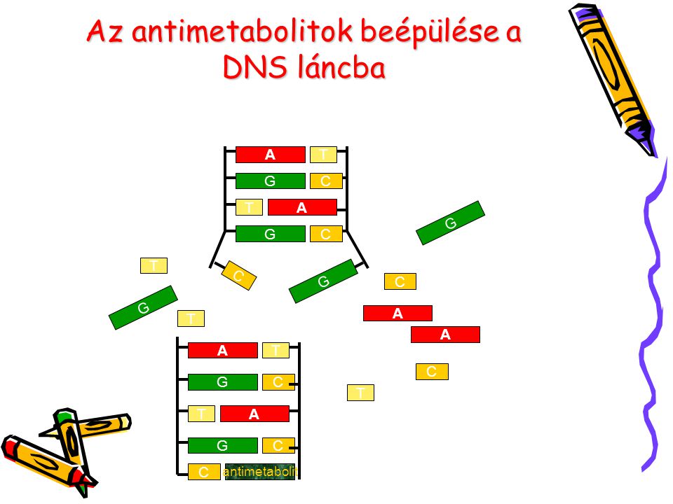 Az antimetabolitok beépülése a DNS láncba