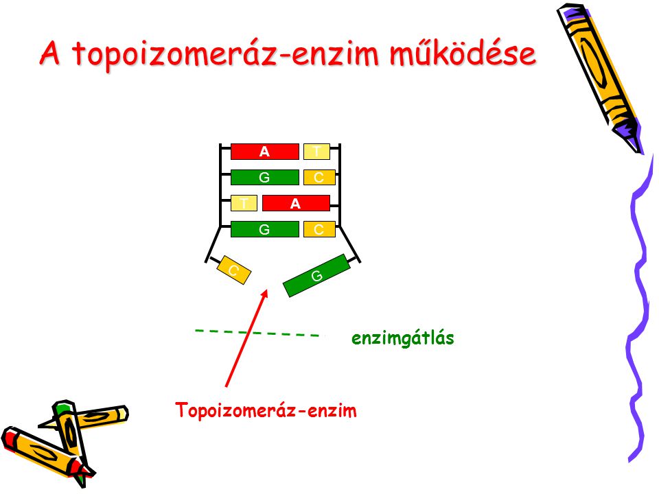 A topoizomeráz-enzim működése