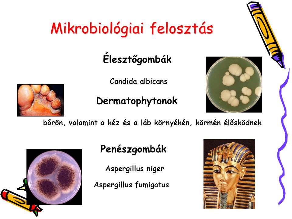 Mikrobiológiai felosztás