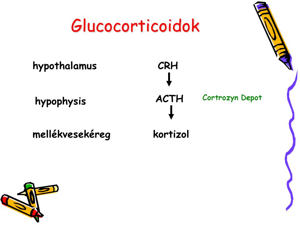 Glucocorticoidok hypothalamus CRH ACTH hypophysis mellékvesekéreg