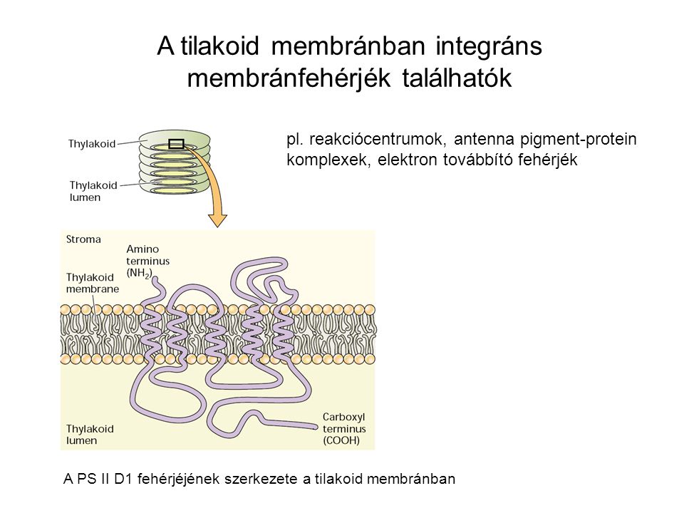A tilakoid membránban integráns membránfehérjék találhatók