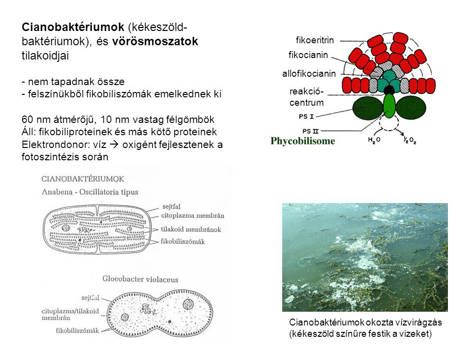Cianobaktériumok (kékeszöld-baktériumok), és vörösmoszatok tilakoidjai