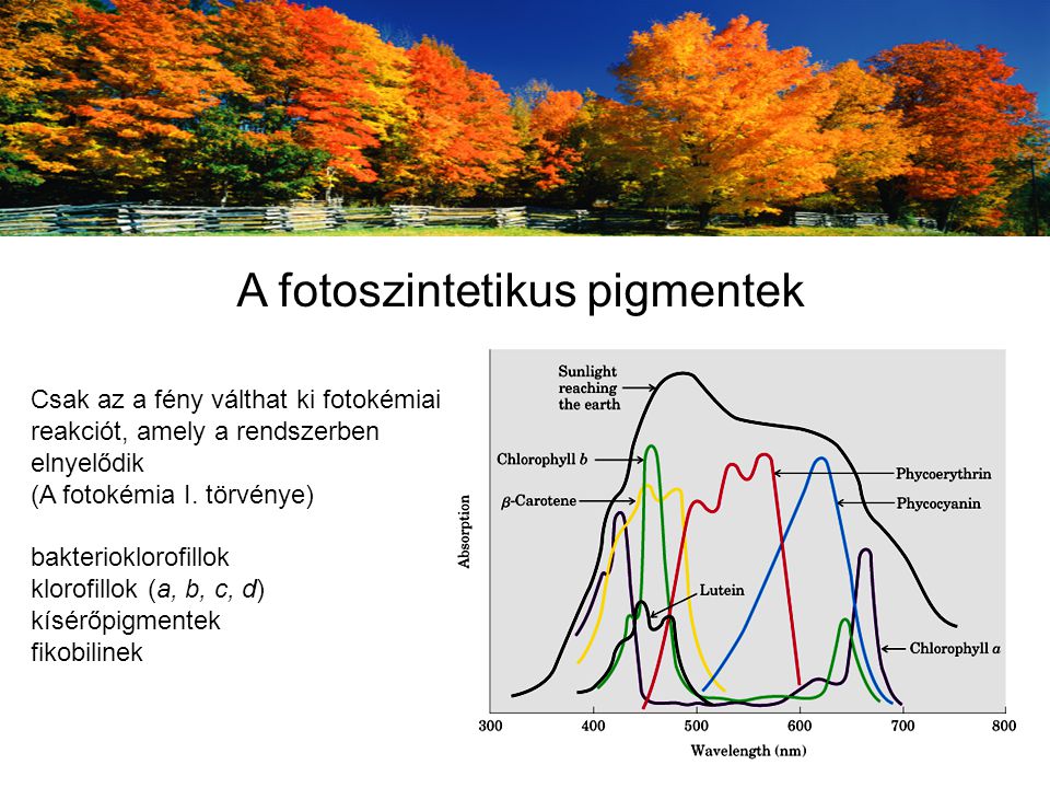 A fotoszintetikus pigmentek