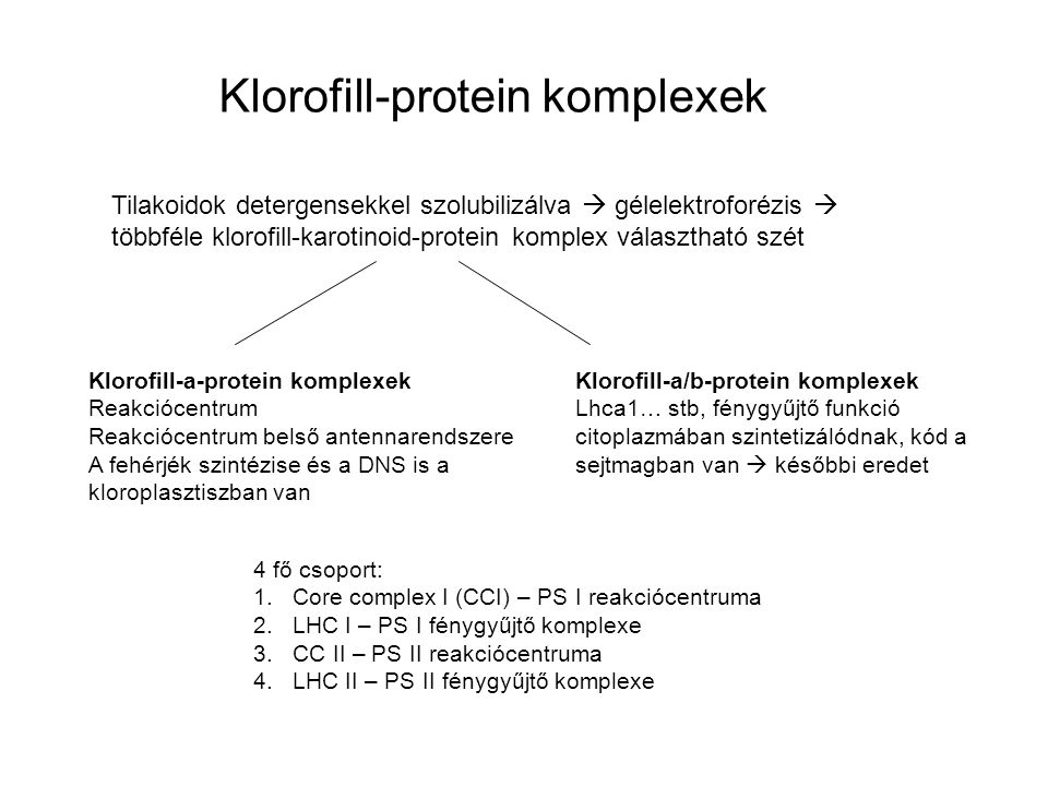 Klorofill-protein komplexek