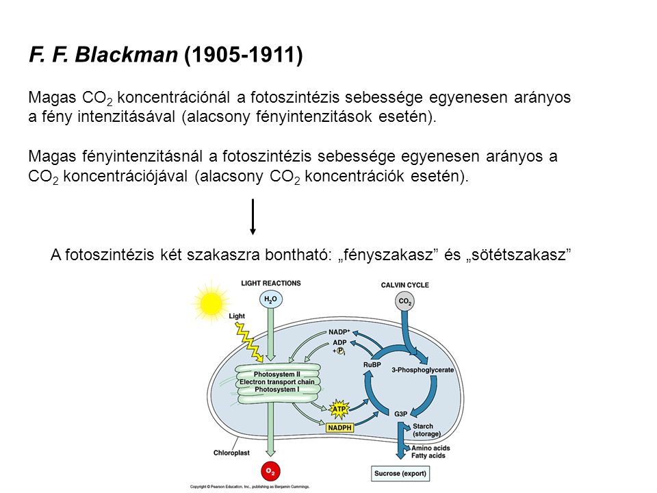 F. F. Blackman ( )