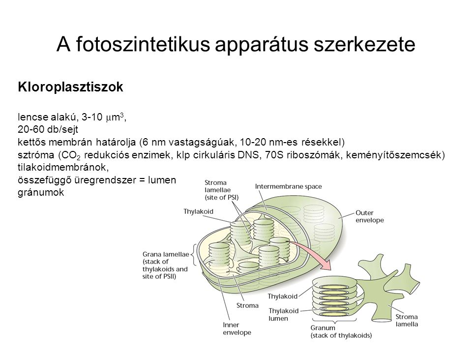 A fotoszintetikus apparátus szerkezete