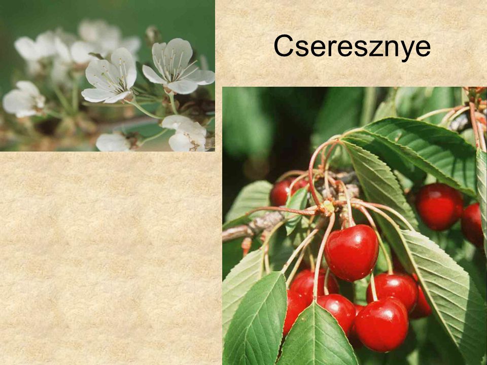 Cseresznye HERBÁRIUM – Magyarország növényei CD, Kossuth Kiadó