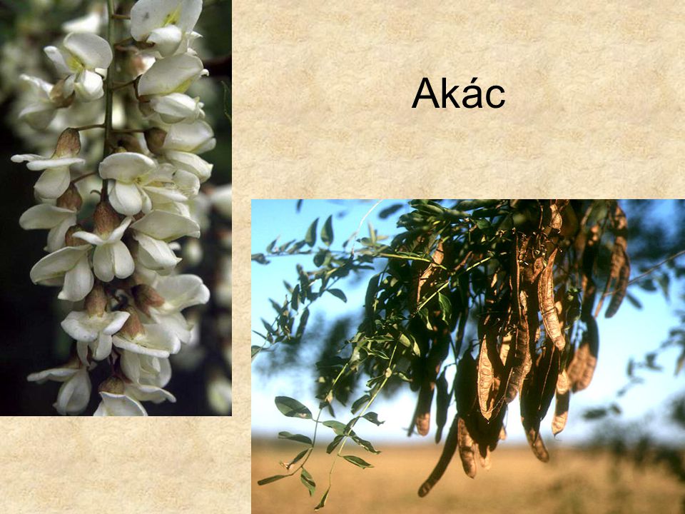 Akác Bal oldali kép: Hazánk növényvilága CD, Terra alapítvány