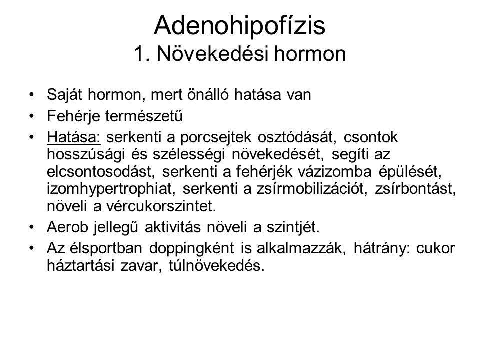 Adenohipofízis 1. Növekedési hormon