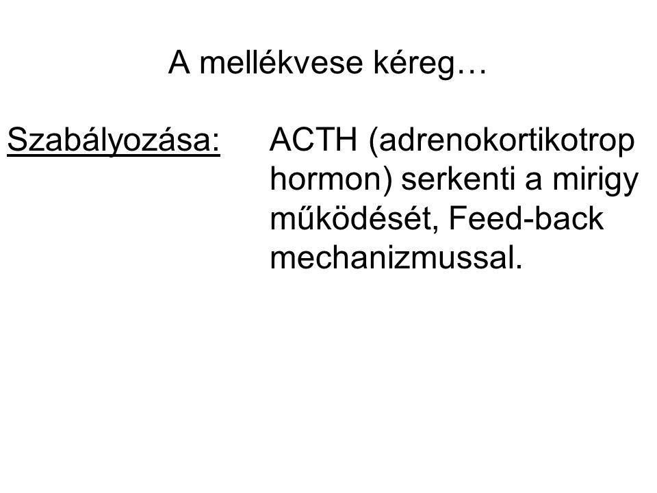 A mellékvese kéreg… Szabályozása: ACTH (adrenokortikotrop hormon) serkenti a mirigy működését, Feed-back mechanizmussal.