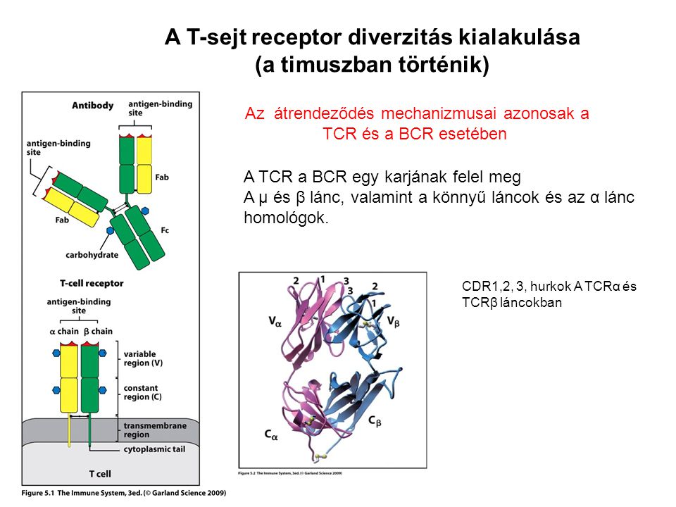 A T-sejt receptor diverzitás kialakulása (a timuszban történik)