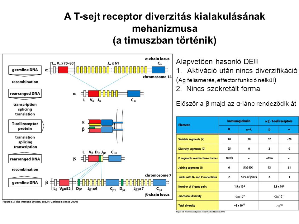 A T-sejt receptor diverzitás kialakulásának (a timuszban történik)