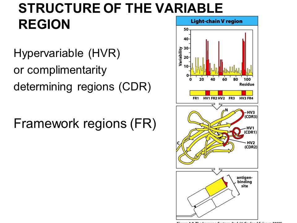 STRUCTURE OF THE VARIABLE REGION