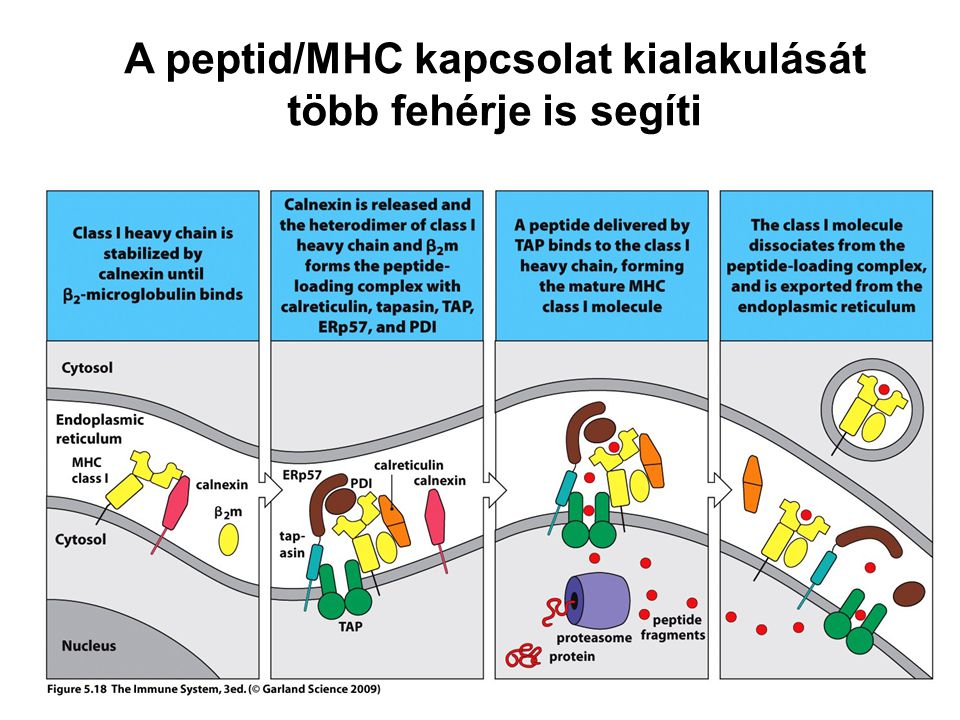 A peptid/MHC kapcsolat kialakulását több fehérje is segíti