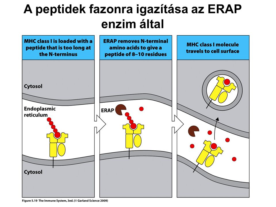 A peptidek fazonra igazítása az ERAP enzim által